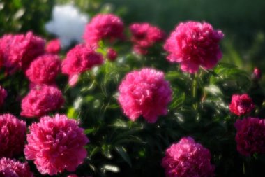 Yumuşak odak pembe çiçek açan görüntü peonies bahçede. Seçici odak. Sığ derinlik-in tarla