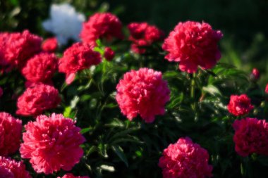 Yumuşak odak pembe çiçek açan görüntü peonies bahçede. Seçici odak. Sığ derinlik-in tarla