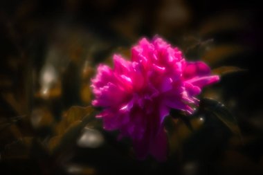 Yumuşak odak pembe çiçek açan görüntü peonies bahçede. Seçici odak. Sığ derinlik-in tarla