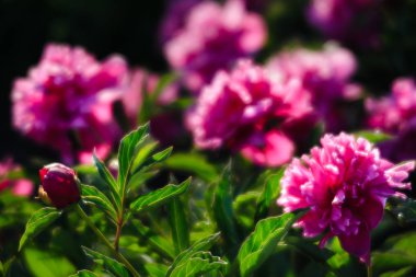Yumuşak odak pembe çiçek açan görüntü peonies bahçede. Seçici odak. Sığ derinlik-in tarla