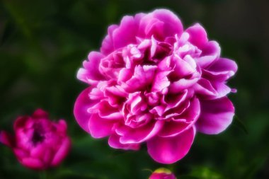 Yumuşak odak pembe çiçek açan görüntü peonies bahçede. Seçici odak. Sığ derinlik-in tarla