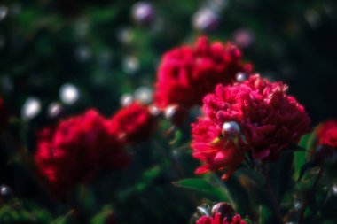 Yumuşak odak pembe çiçek açan görüntü peonies bahçede. Seçici odak. Sığ derinlik-in tarla