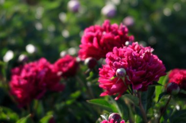 Yumuşak odak pembe çiçek açan görüntü peonies bahçede. Seçici odak. Sığ derinlik-in tarla
