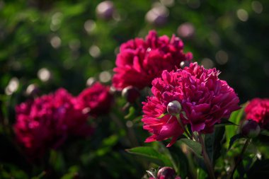 Yumuşak odak pembe çiçek açan görüntü peonies bahçede. Seçici odak. Sığ derinlik-in tarla