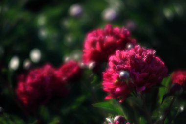 Yumuşak odak pembe çiçek açan görüntü peonies bahçede. Seçici odak. Sığ derinlik-in tarla