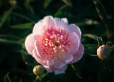 Yumuşak odak pembe çiçek açan görüntü peonies bahçede. Seçici odak. Sığ derinlik-in tarla