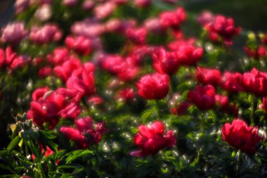 Yumuşak odak pembe çiçek açan görüntü peonies bahçede. Seçici odak. Sığ derinlik-in tarla