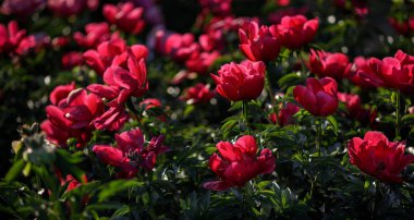 Yumuşak odak pembe çiçek açan görüntü peonies bahçede. Seçici odak. Sığ derinlik-in tarla