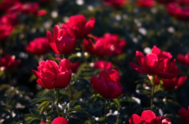 Bahçedeki pembe şakayıklar