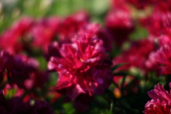 Mjukt Fokus Bild Blommande Rosa Pioner Trädgården Selektivt Fokus Kort — Stockfoto