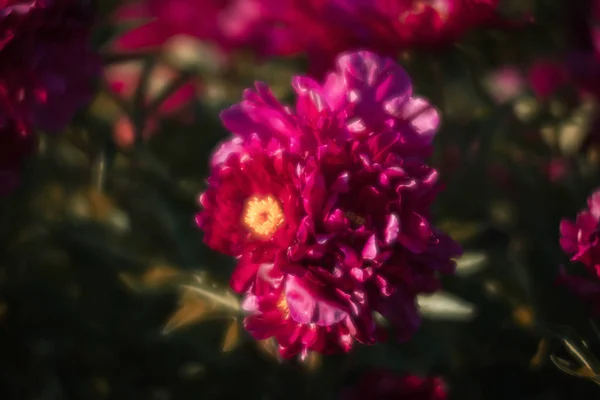 Сосредоточенное Изображение Цветущих Розовых Пионов Саду Выборочный Фокус Мелкая Глубина — стоковое фото