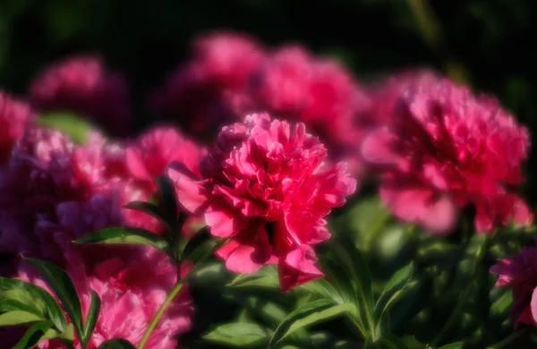 Μαλακό Εστία Εικόνα Της Άνθισης Ροζ Παιώνιες Στον Κήπο Επιλεκτική — Φωτογραφία Αρχείου