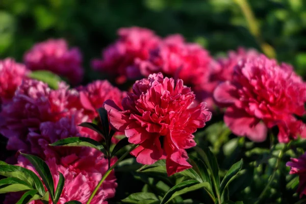 Mjukt Fokus Bild Blommande Rosa Pioner Trädgården Selektivt Fokus Kort — Stockfoto