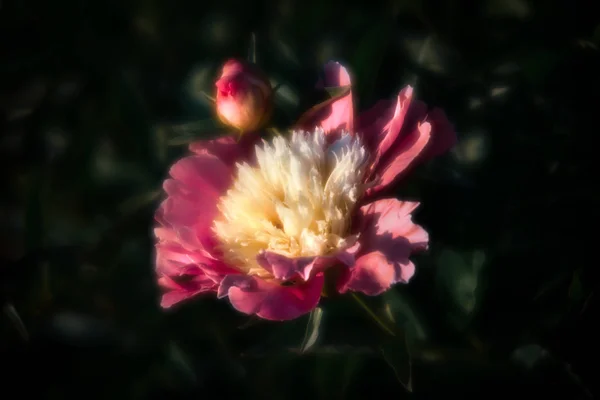 Yumuşak Odak Pembe Çiçek Açan Görüntü Peonies Bahçede Seçici Odak — Stok fotoğraf