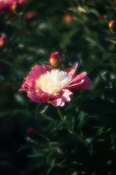 Yumuşak Odak Pembe Çiçek Açan Görüntü Peonies Bahçede Seçici Odak — Stok fotoğraf