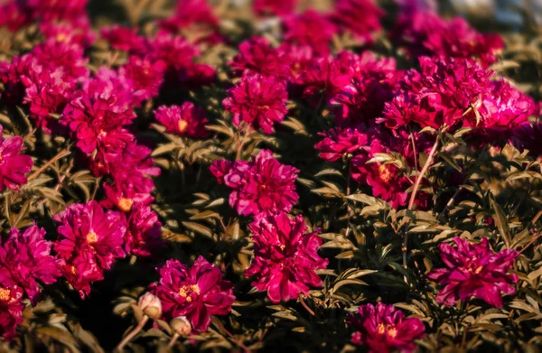 Imagen Foco Suave Peonías Rosadas Florecientes Jardín Enfoque Selectivo Profundidad —  Fotos de Stock