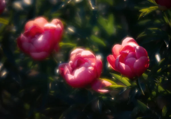Yumuşak Odak Pembe Çiçek Açan Görüntü Peonies Bahçede Seçici Odak — Stok fotoğraf