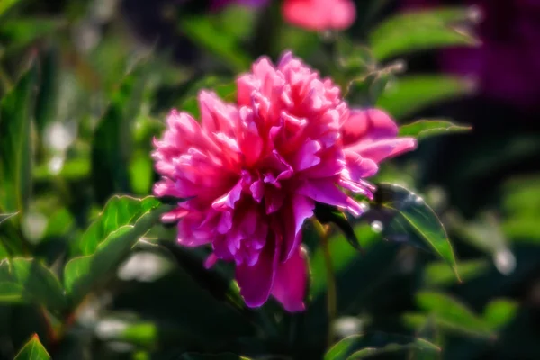 Soft Focus Sea Foto Van Bloeiende Roze Pioenrozen Tuin Selectieve — Stockfoto