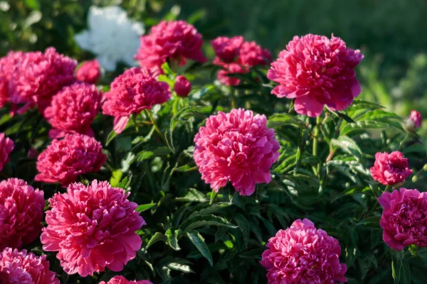 Yumuşak odak pembe çiçek açan görüntü peonies bahçede. Seçici odak. Sığ derinlik-in tarla
