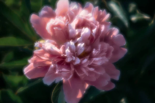Imagem Foco Suave Peônias Rosa Florescendo Jardim Foco Seletivo Profundidade — Fotografia de Stock