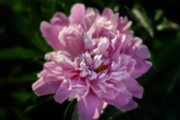 Imagen Foco Suave Peonías Rosadas Florecientes Jardín Enfoque Selectivo Profundidad — Foto de Stock