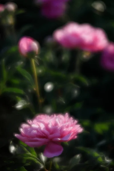 Imagen Foco Suave Peonías Rosadas Florecientes Jardín Enfoque Selectivo Profundidad —  Fotos de Stock