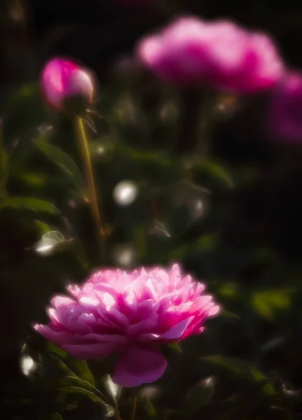 Weichzeichnerbild Von Blühenden Rosa Pfingstrosen Garten Selektiver Fokus Geringe Schärfentiefe — Stockfoto