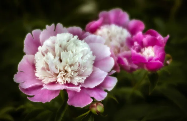 Soft Focus Image Blooming Pink Peonies Garden Selective Focus Shallow — Stock Photo, Image