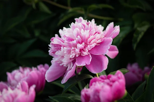 Soft focus image of blooming pink peonies in the garden. Selective focus. Shallow depth of field