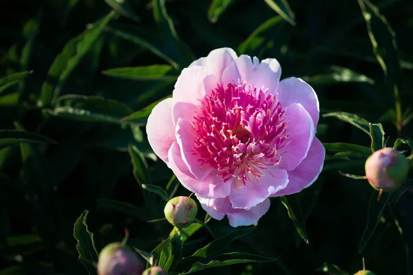 Yumuşak odak pembe çiçek açan görüntü peonies bahçede. Seçici odak. Sığ derinlik-in tarla