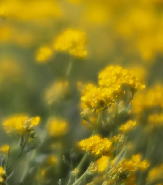 Měkké Zaostření Obrazu Malé Žluté Květy Aurinia Saxatilis Jaře Zahradě — Stock fotografie