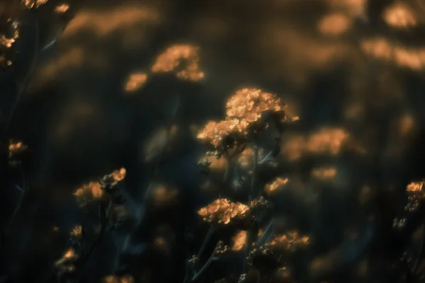 Mjuk Fokusbild Små Gula Blommor Aurinia Saxatilis Våren Trädgården Vanliga — Stockfoto