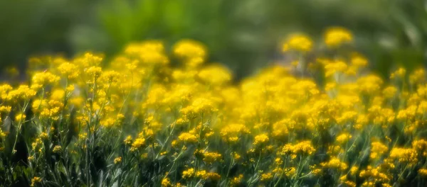 Mjuk Fokusbild Små Gula Blommor Aurinia Saxatilis Våren Trädgården Vanliga — Stockfoto
