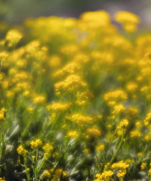 Baharda Bahçedeki Küçük Sarı Aurinia Saxatilis Çiçeklerinin Yumuşak Odak Noktası — Stok fotoğraf