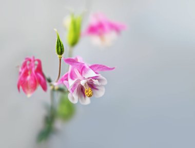 Yumuşak odak resim bir bahçe pembe aquilegia çiçek dolu. Bilinen adları: Büyükanne'nin kaporta veya arızalı. Seçici odak. Sığ derinlik-in tarla