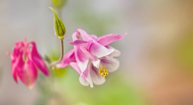 Yumuşak odak resim bir bahçe pembe aquilegia çiçek dolu. Bilinen adları: Büyükanne'nin kaporta veya arızalı. Seçici odak. Sığ derinlik-in tarla
