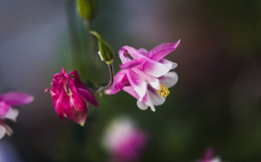 Yumuşak odak resim bir bahçe pembe aquilegia çiçek dolu. Bilinen adları: Büyükanne'nin kaporta veya arızalı. Seçici odak. Sığ derinlik-in tarla