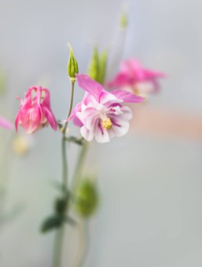 Yumuşak odak resim bir bahçe pembe aquilegia çiçek dolu. Bilinen adları: Büyükanne'nin kaporta veya arızalı. Seçici odak. Sığ derinlik-in tarla