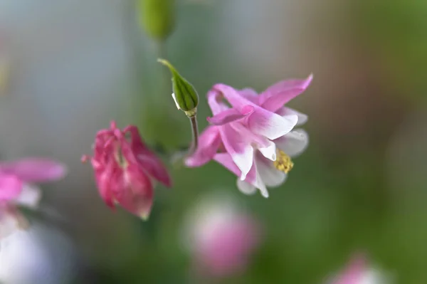 Weichzeichner Bild Von Rosa Aquilegia Blüten Einem Garten Gebräuchliche Namen — Stockfoto