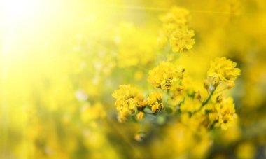 Yumuşak odak görüntü güneş ışığı aurinia saxatilis küçük sarı çiçek. Ortak adları altın, goldentuft alyssum, altın alison, altın tozu, rock madwort sepeti içerir