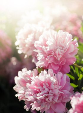 Pembe ve beyaz peonies güneş ışığında yumuşak odak görüntüsü. Pembe ve beyaz peonies çiçek açmış. Seçici odak. Sığ derinlik-in tarla.