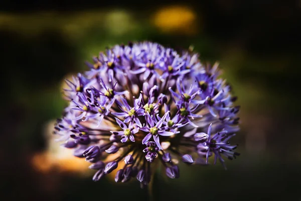 紫色のアリウムの花のクローズアップ写真 開花装飾弓 浅いDof — ストック写真