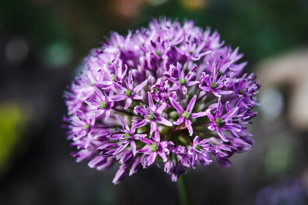 Close Photo Purple Allium Blossom Flowering Decorative Bow Shallow Dof — Stock Photo, Image