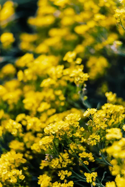 Puha Fókusz Kép Kis Sárga Virágok Aurinia Szaxatilis Tavasszal Kertben — Stock Fotó