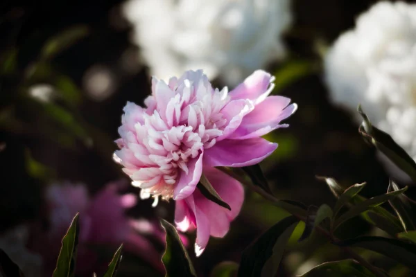 Софт Фокус Изображения Розового Белого Пионов Саду Цветущие Розовые Белые — стоковое фото