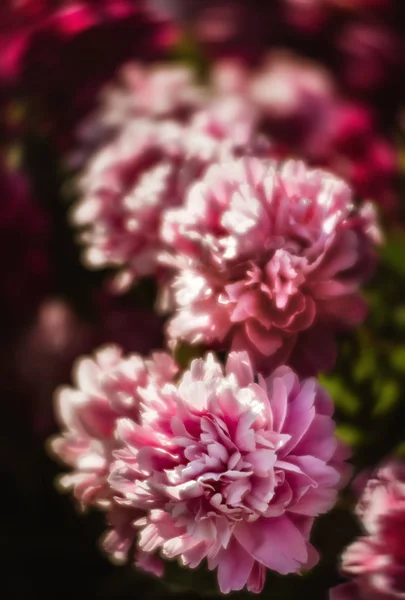 Soft Focus Image Pink White Peonies Garden Blooming Pink White — Stock Photo, Image