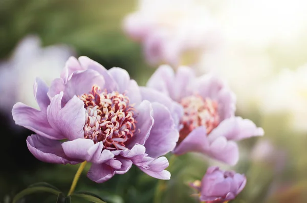 Soft focus image of pink and white peonies in sun light. Blooming pink and white peonies. Selective focus. Shallow depth of field.