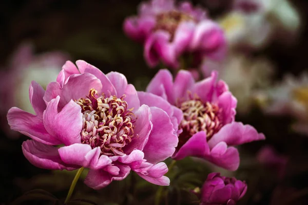 Imagen Enfoque Suave Peonías Rosadas Blancas Jardín Peonías Rosas Blancas —  Fotos de Stock