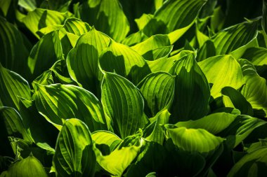 Büyük yeşil yaprakları yumuşak odak görüntüsü. Doğal yeşil doku arka plan