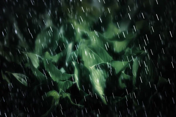 Soft Focus Image Large Green Leaves Rainy Day Natural Green — Stock Photo, Image